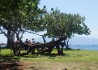 e Maui (18)